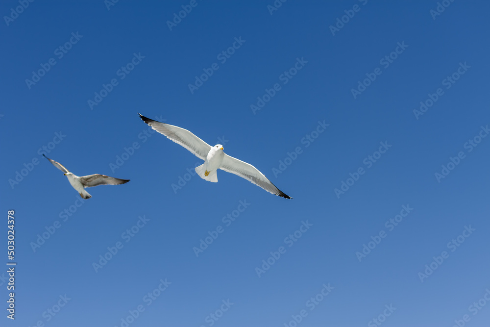 Seagulls flying freely. Cliff of Los Gigantes, Tenerife, Canary Seagulls flying freely. Cliff of Los Gigantes, Tenerife, Canary