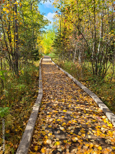 Walking Path through fall colors photo