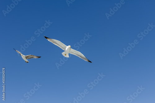 Seagulls flying freely. Cliff of Los Gigantes, Tenerife, Canary 