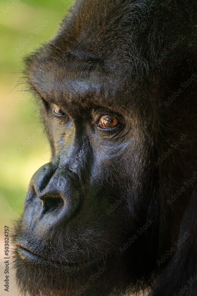 A Closeup of a Silverback Gorilla A Closeup of a Silverback Gorilla