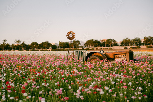 Photos Tractor in colorful flower fields
