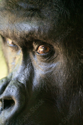 A Closeup of a Silverback Gorilla photo