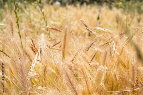 Bild auf Leinwand golden field of wild grasses, which look like wheat
