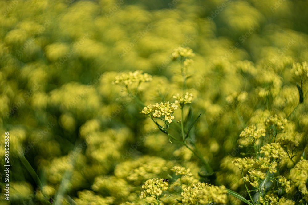Fototapeta premium small yellow wildflowers in the field 