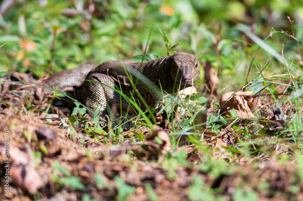 Bengal monitor or Varanus bengalensis in grass