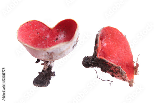 Scarlet elfcup (Sarcoscypha austriaca) mushroom isolated on white background photo