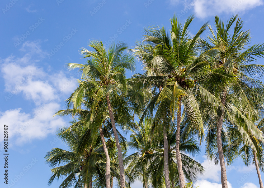 Green coconut trees on blue sky background, copy space