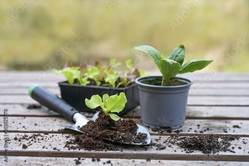 Lettuce and vegetable seedlings with a planting shovel on a wooden outdoor table, spring preparation for kitchen garden or balcony, copy space