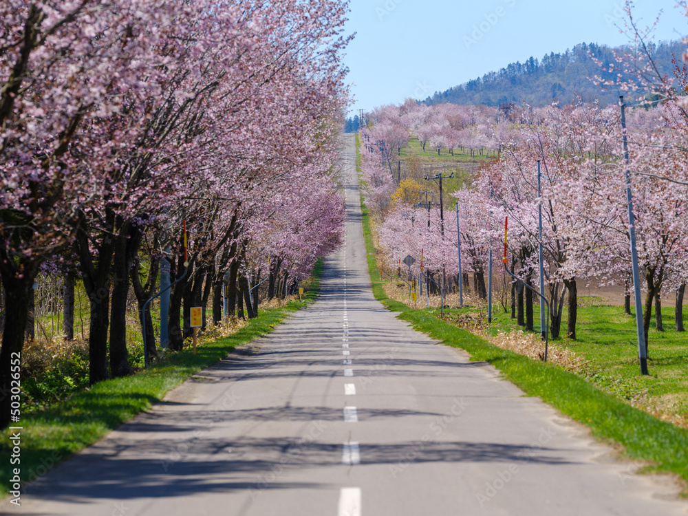 中札内の桜