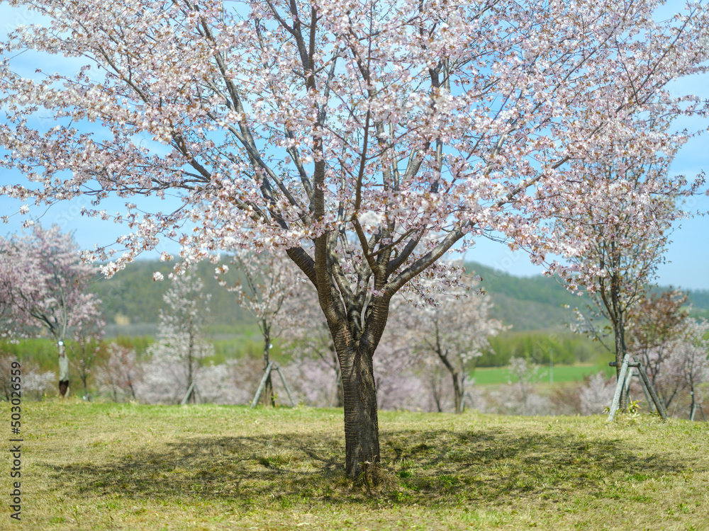 北海道の桜