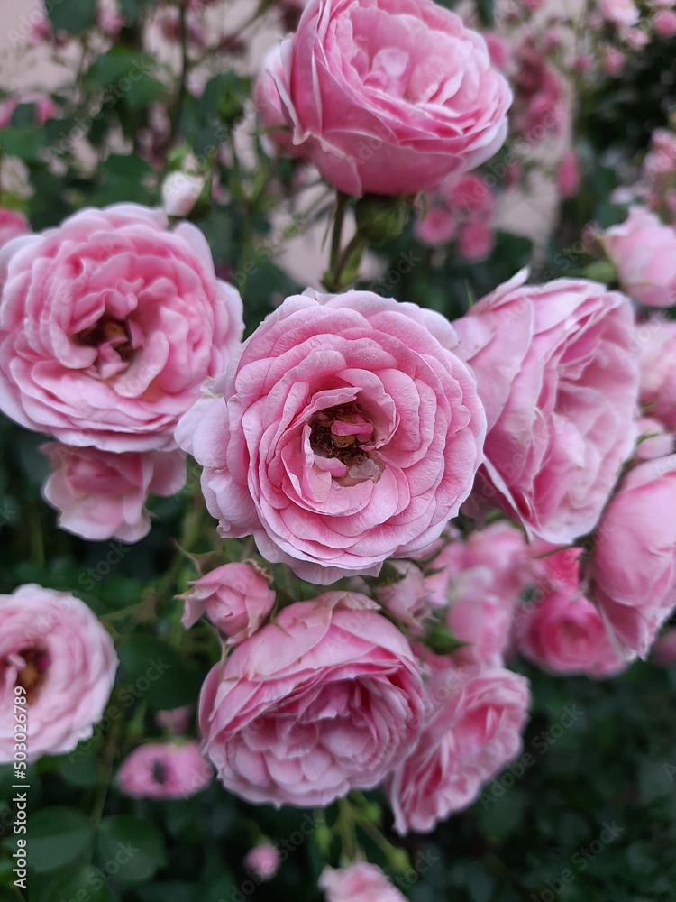 roses roses