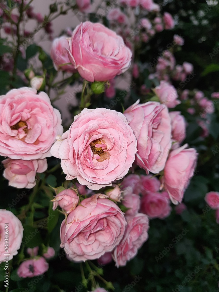 pink roses in garden