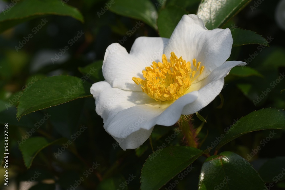 ナニワイバラ（浪花茨）の花