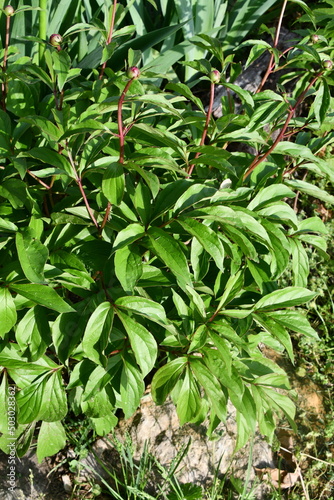 Peony Flower Bush