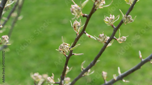buds of a pear tree in the orchard