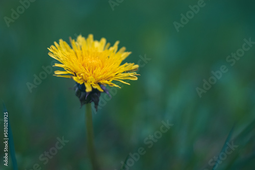 Yellow dandelion in a grass meadow with cinematic effect and selective focus