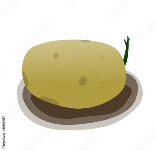 Parts of plant. Morphology and anatomy of sprouted potato tuber photo