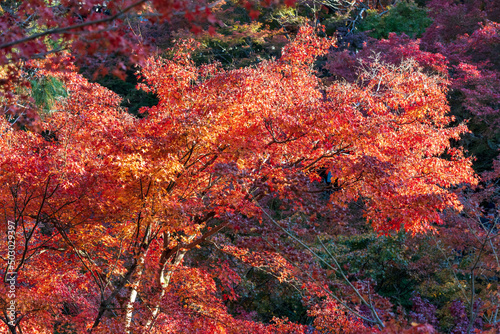 京都・東福寺の紅葉 © waiai7