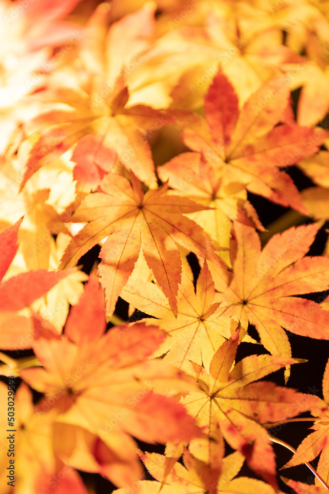 Fototapeta premium 京都・永観堂の紅葉ライトアップ