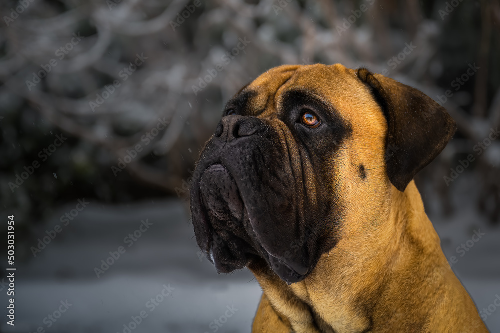 2022-05-05 CLOSE UP PORTRAIT OF A LARGE BULLMASTIFF LOOKING LEFT AND UP IN THE PHOTO, WITH A BEAUTIFUL EYE AND A LIGHT BLURRED OUT BACKGROUND ON MERCER ISLAND WASHIGNTON
