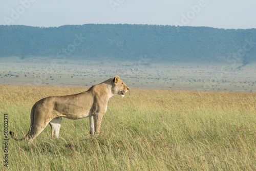 Lioness Surveys Savannah for Prey in the Maasai Mara, Kenya. © Michael B. Kowalski