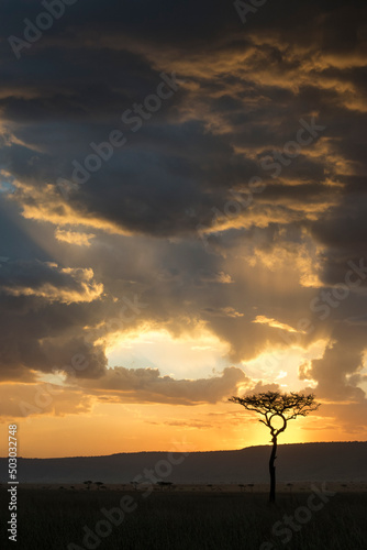 Sunset and Tree Silhouette in Maasai Mara National Reserve, Kenya.