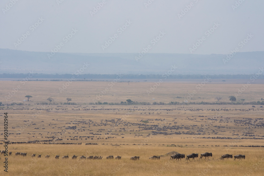 Millions of Blue Wildebeest Migrating in the Savanna (Maasai Mara, Kenya). Millions of Blue Wildebeest Migrating in the Savanna (Maasai Mara, Kenya).