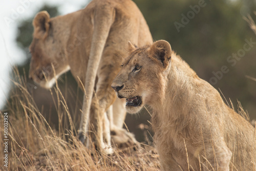 Portrait of a Young Male Lion in the Maasai Mara, Kenya. 