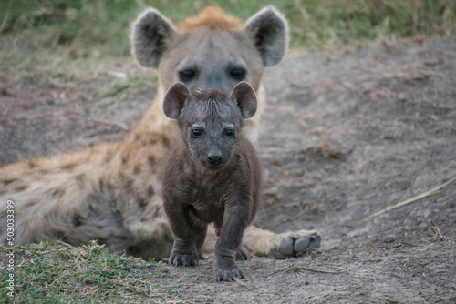 Black Spotted Hyena Cub Explores the World Outside Her Den Under the Watchful Eye of Her Mother (Maasai Mara, Kenya).