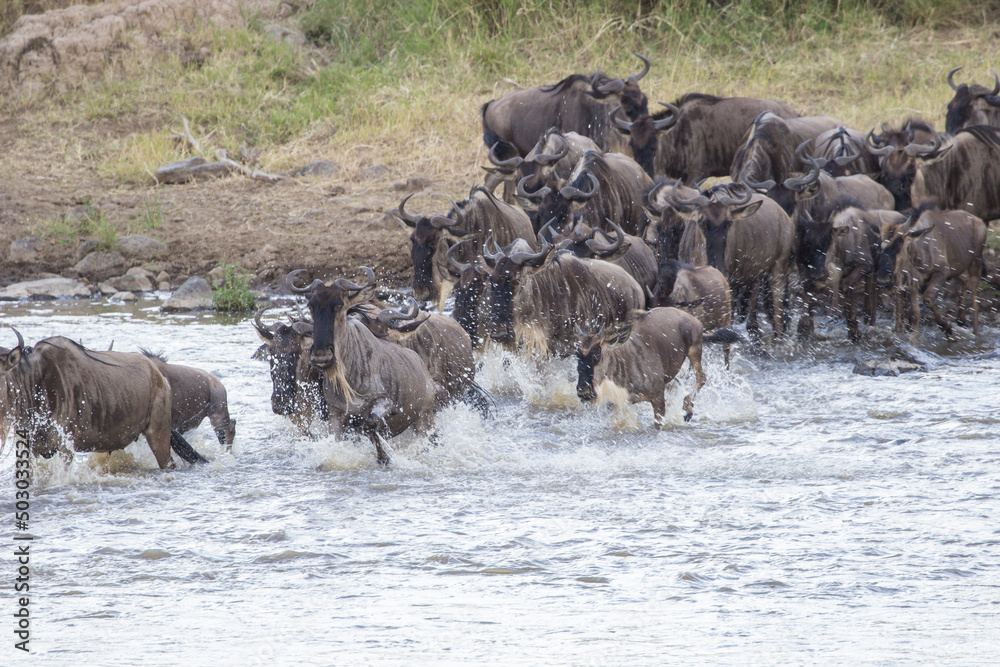 Blue Wildebeest Crossing the Mara River as part of The Great Migration ...