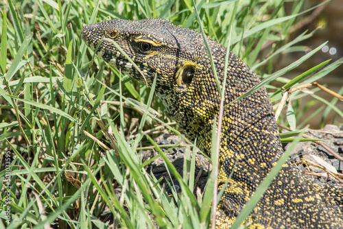 Nile Monitor Lizard Slinks Through Grass in Maasai Mara, Kenya.