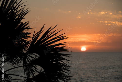 Palm branches silhouettes at Caspersen Beach - 2