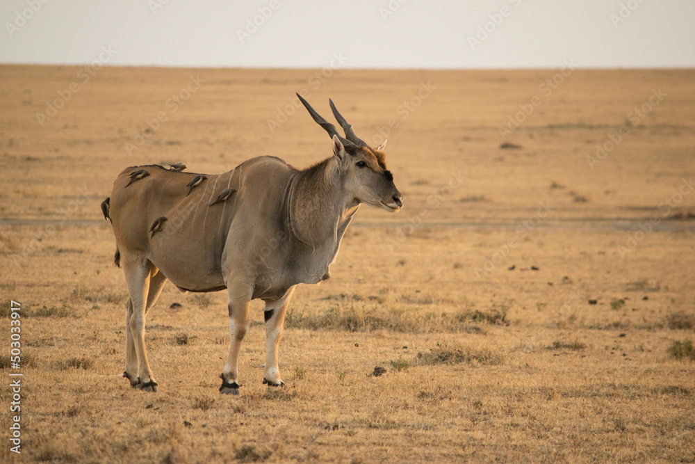 Common Eland laden with Oxpeckers (Maasai Mara, Kenya). Common Eland laden with Oxpeckers (Maasai Mara, Kenya).