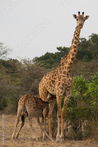 Female Masai Giraffe Nursing Her Calf  Maasai Mara  Kenya 
