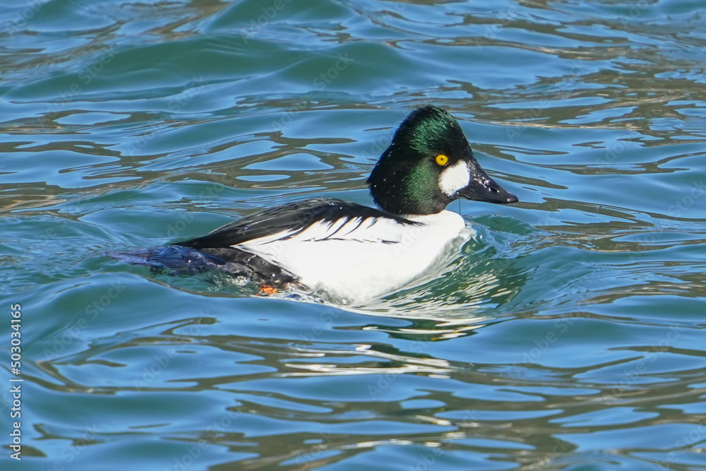 Obraz premium ホオジロガモ