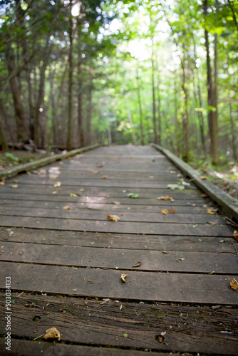 Wallpaper Mural A boardwalk along a looping trail in an Ontario Provincial Park Torontodigital.ca