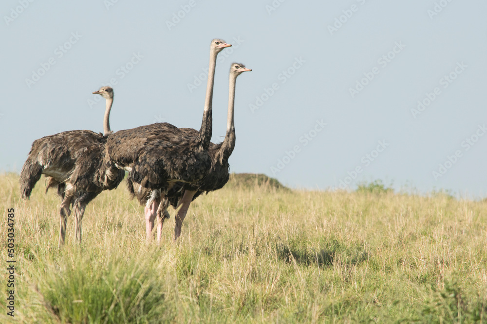Naklejka premium Flock of Common Ostrich in Maasai Mara, Kenya