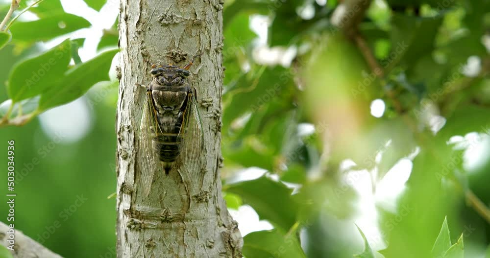 蝉(クマゼミ)が鳴いている4K動画、集音マイクで収録