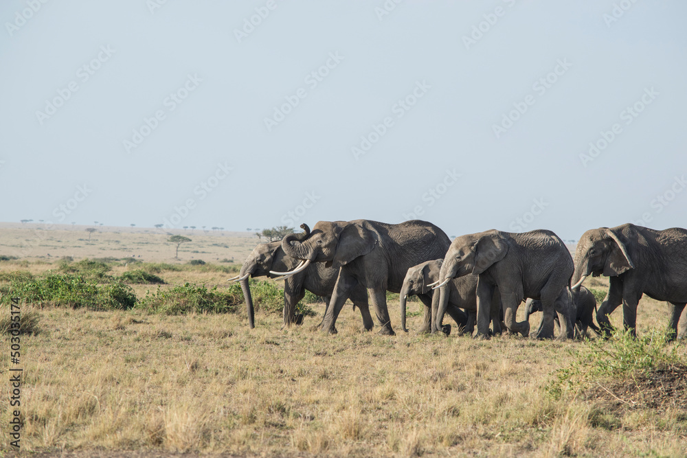 Elephant Heard Crosses the Savannah in the Maasai Mara, Kenya.