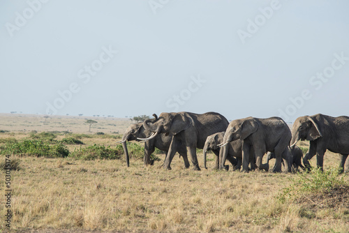 Elephant Heard Crosses the Savannah in the Maasai Mara  Kenya.