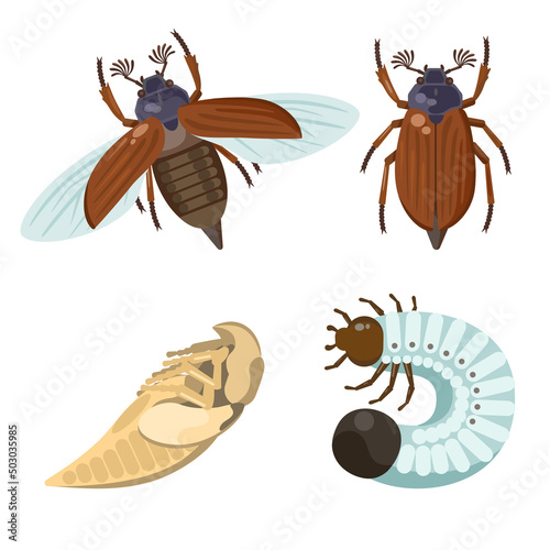 Slika na platnu Set of chafer, may bug, Melolontha melolontha