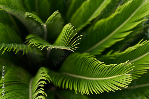 Tableau sur toile Leaves of sago palm or Cycas revoluta
