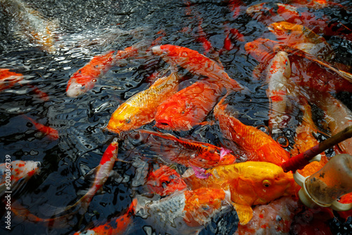 Goldfish in the pond
