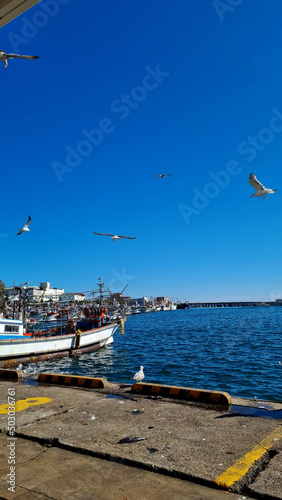 seagulls on the sea