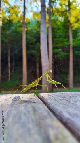 Mantis