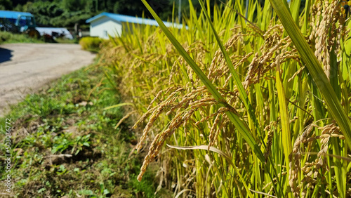 rice field