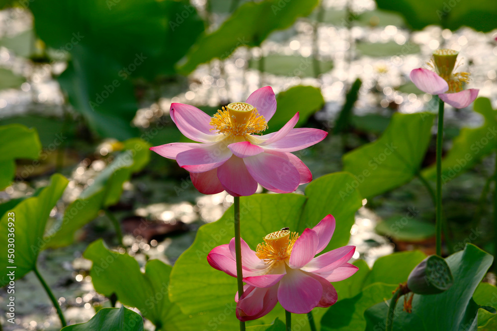 lotus lotus
