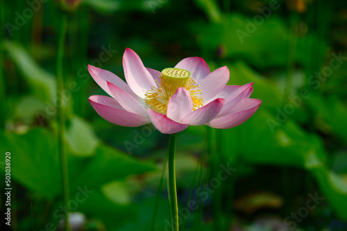 lotus