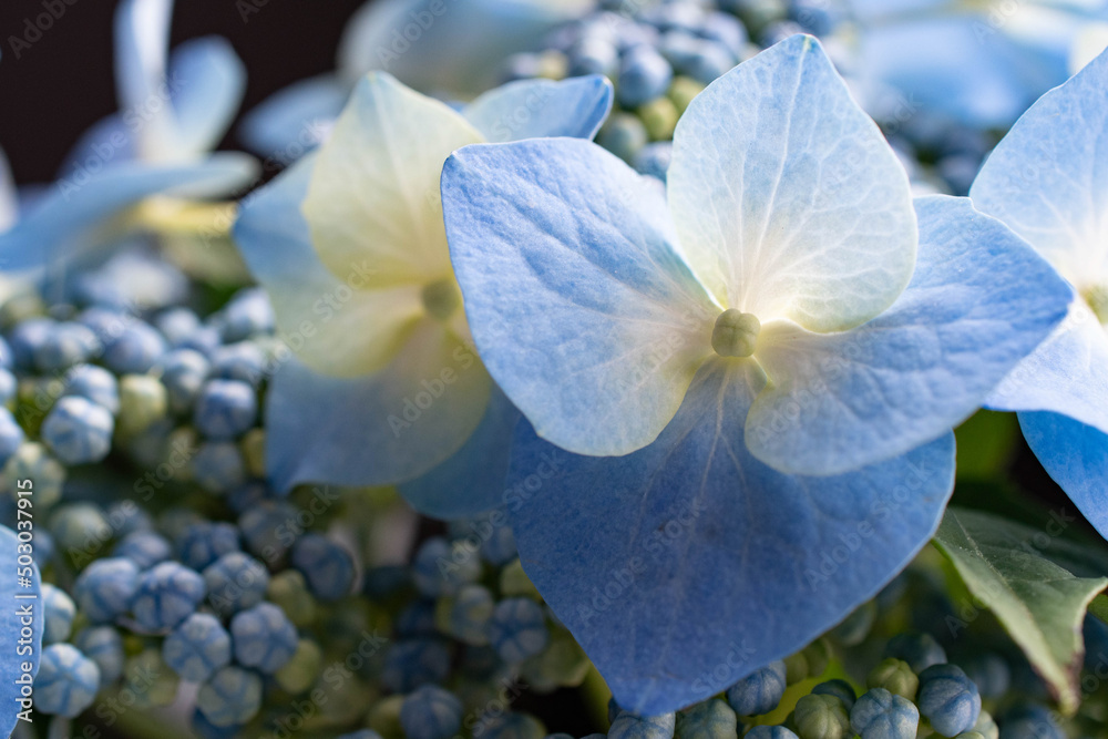 夏の花アジサイ