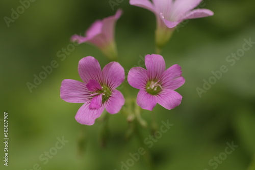 pink flower